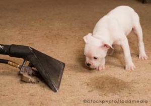10 of The Best Carpet Cleaning Methods dog vac