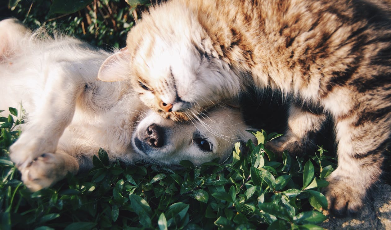5 Tips You Can Use If You Are Moving In With Cats And Dogs