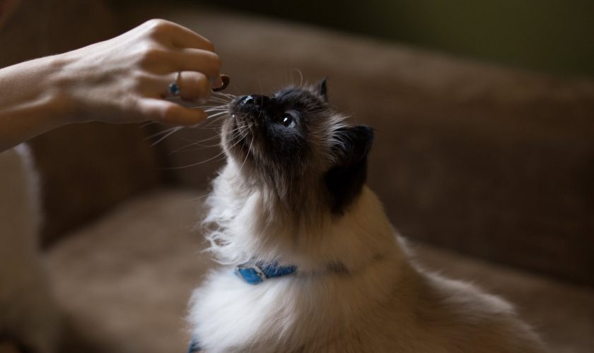 4 Possible Reasons Why Your Cat Doesn’t Have an Appetite