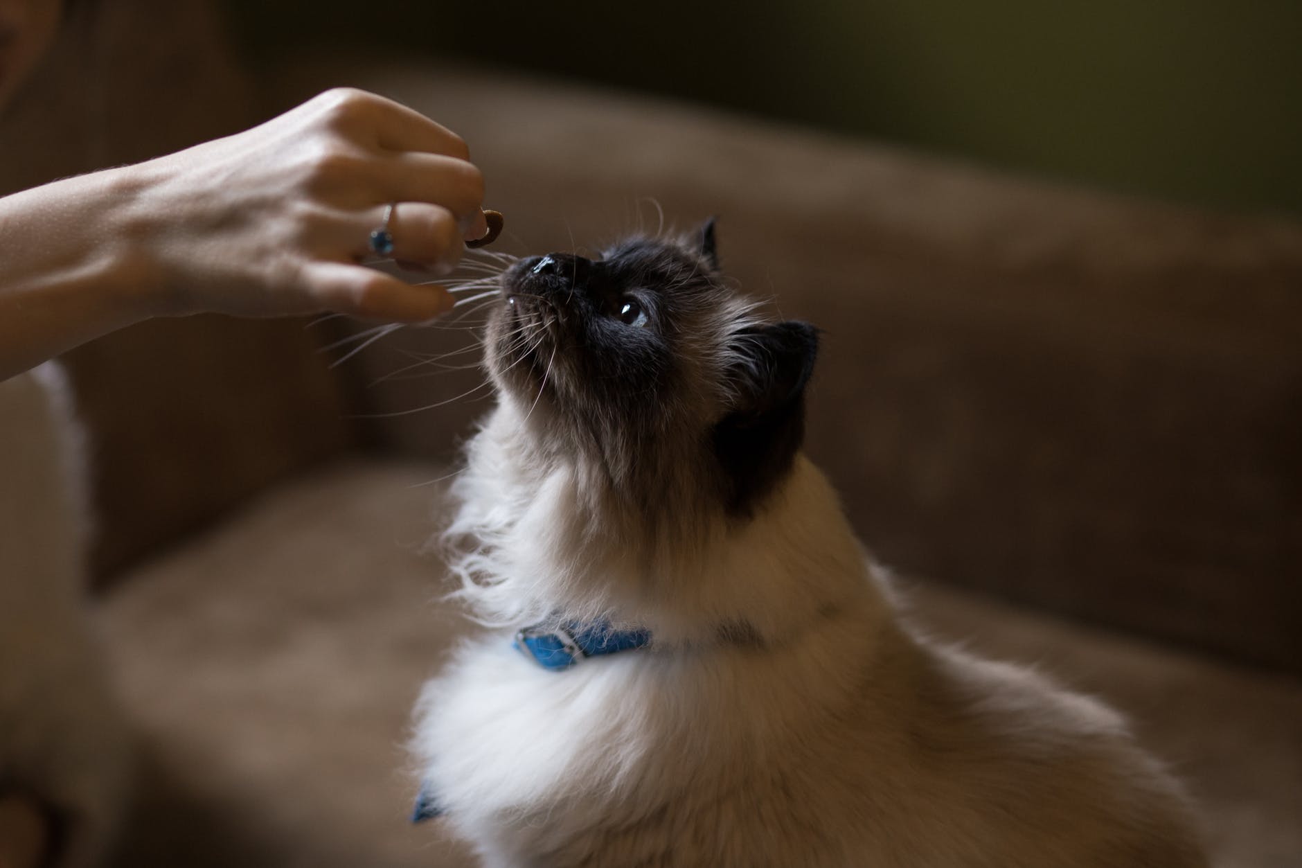 4 Possible Reasons Why Your Cat Doesn’t Have an Appetite