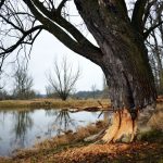 Water Damage Restoration: Why Technology Matters