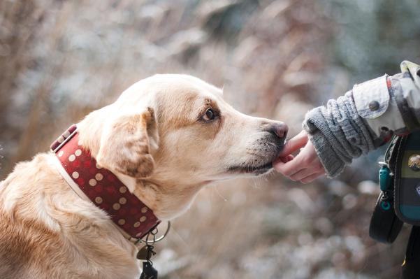 Dog, Friendship, Nature, Trust, Labrador, Snout, Pet