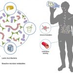 Lactic Acid - Understanding What It Is and Its Importance in the Body