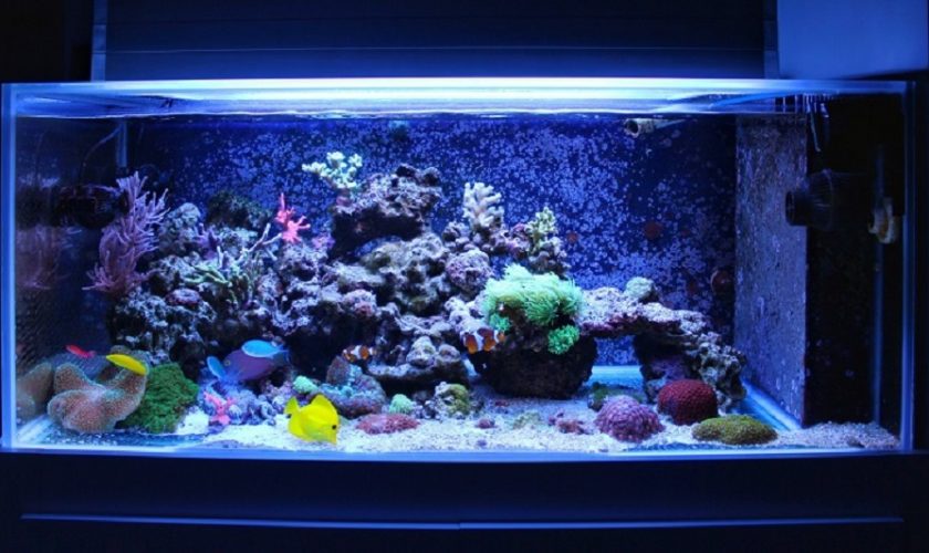 The Different Types of Coral for Reef Tanks: A Helpful Guide