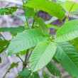 Whole Kratom Tree