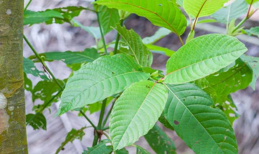 Don’t Just Get the Leaf, Get the Whole Kratom Tree!