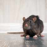 5 Kinds of Rodents You Don't Want in or Around Your Home