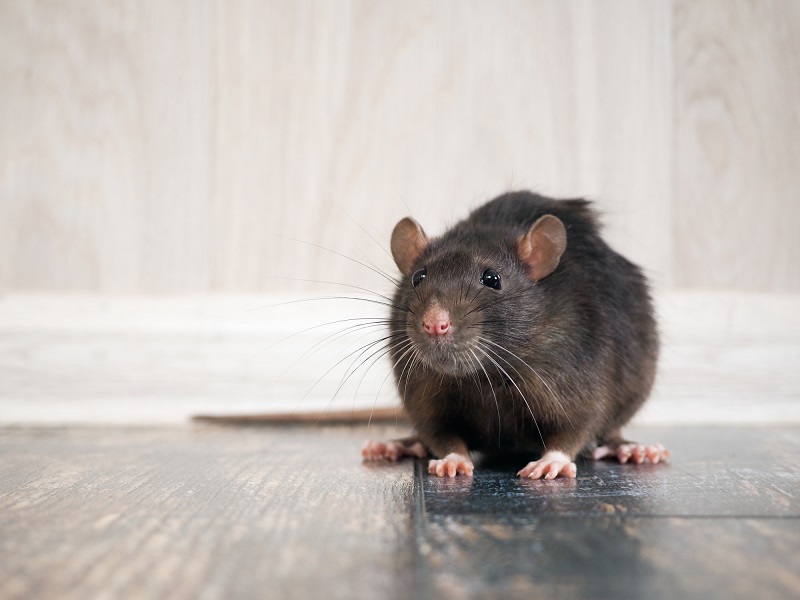 5 Kinds of Rodents You Don’t Want in or Around Your Home
