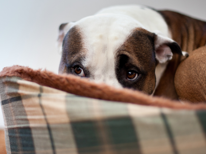 Dog Anxiety Treatment: 10 Tips To Calm a Dog Down